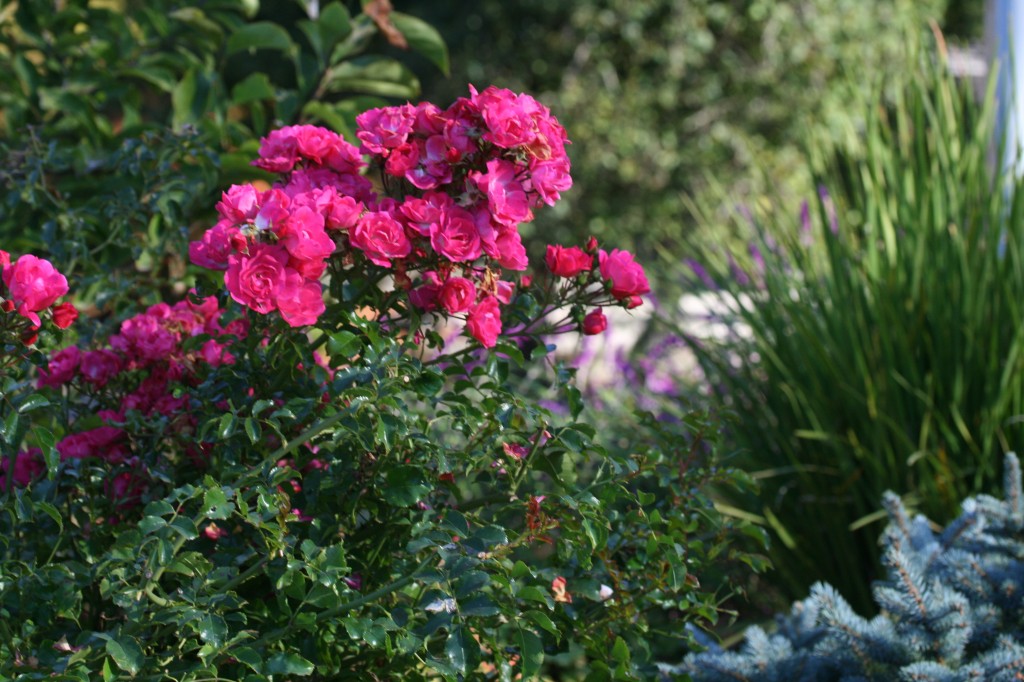 Pink Flower Carpet Rose