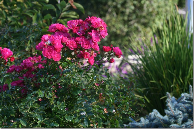 Pink Flower Carpet Rose Pink Flower Carpet Rose