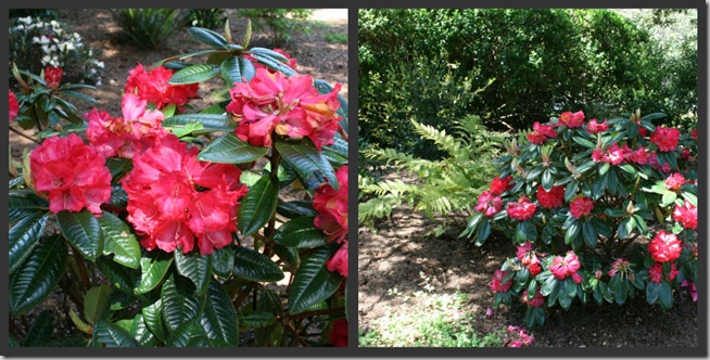 Rhododendron 'Noyo Chief' Rhododendron 'Noyo Chief'