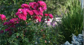 PinkFlowerCarpetRose.jpg