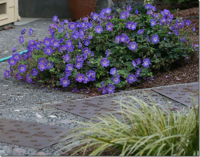 Geranium 'Rozanne' with Acorus Geranium 'Rozanne' with Acorus