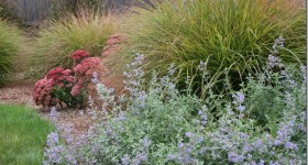 nepetaanemanthelesedum.jpg